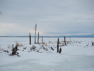 野付半島のトドワラ