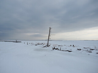 野付半島のトドワラ