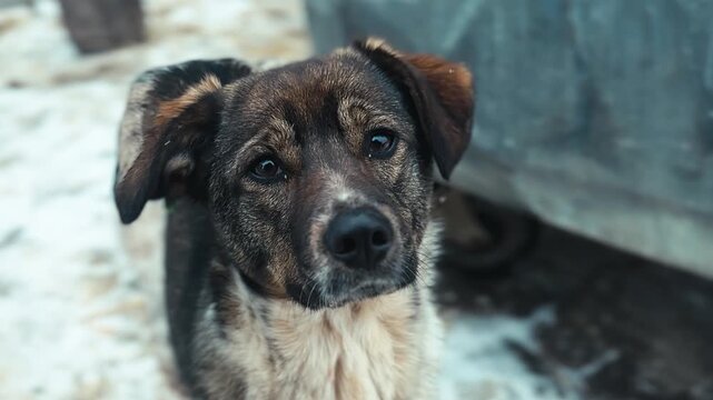 Dog in animal shelter. Homeless dog waiting for adoption
