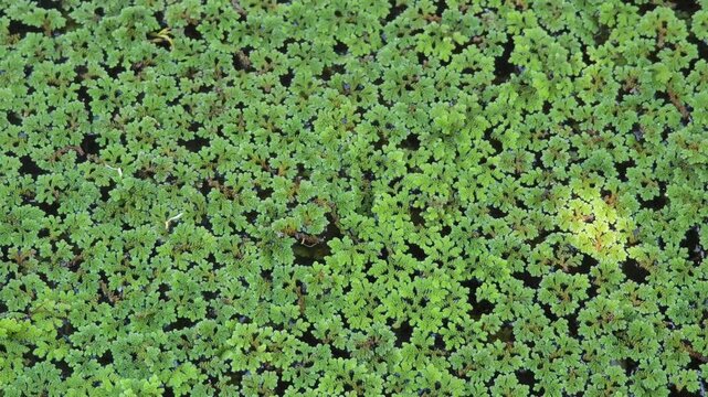 Azolla, a plant used for animal feed.