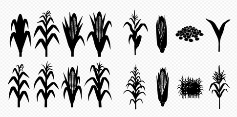 Set of corn plant silhouettes showing different growth stages and parts, including stalks, ears, and kernels. © Akun