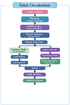 Detailed Fetal Circulation Flowchart Diagram Showing Oxygen Exchange Pathway from Mother and Placenta to Fetus with Heart Shunts and Umbilical Vessels for Medical Education
