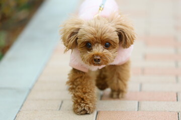 きれいな公園を散歩しているトイ・プードル