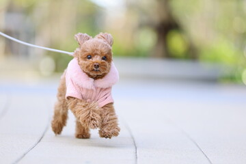 きれいな公園を散歩しているトイ・プードル