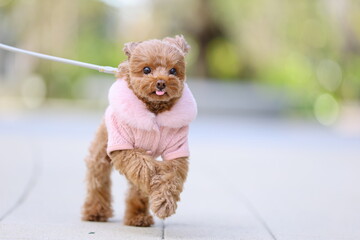 広場を舌を出して散歩しているトイ・プードル