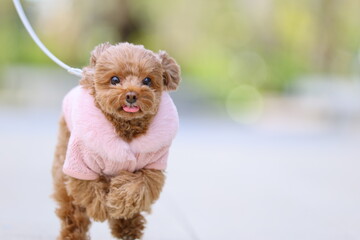 広場を舌を出して散歩しているトイ・プードル
