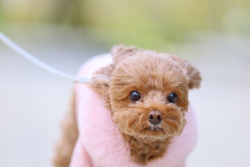 広場をトイ・プードルが小走りに散歩している風景