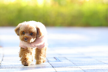 きれいな公園をお散歩しているトイ・プードル
