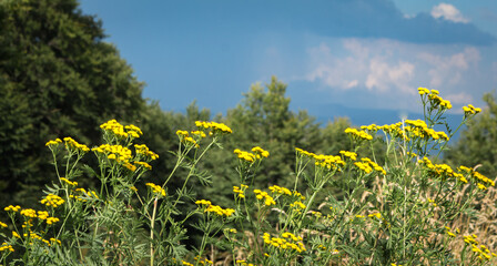  Stormy Sky over Carpathian Meadow with Tansy Flowers