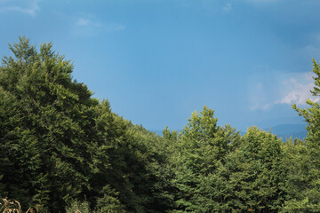 Obraz premium Stormy Sky over Beech Forest Meadow in the Carpathians