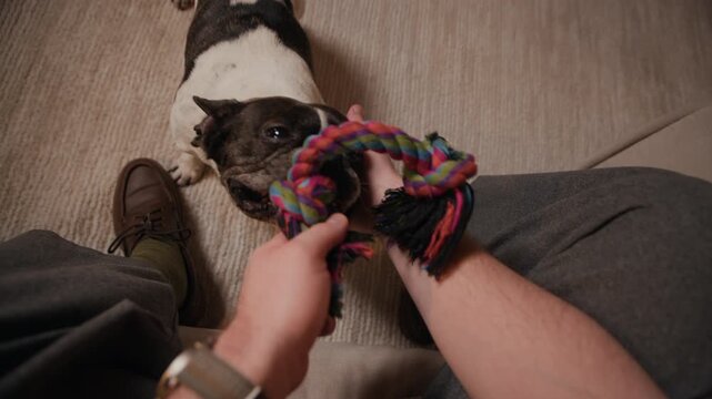 POV shot of unrecognizable man holding chew toy playing with black and white frenchie while pet tugging rope toy, owner bonding with pup in living room during evening