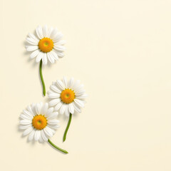 Fototapeta premium Three daisy flower white petal yellow center green stem minimal top view isolated soft background spring nature