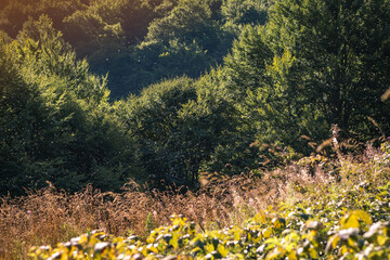  Fireweed Meadow with Seeds Blowing in the Wind, Carpathians