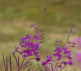  Purple Fireweed Flowers Close-Up in the Carpathians