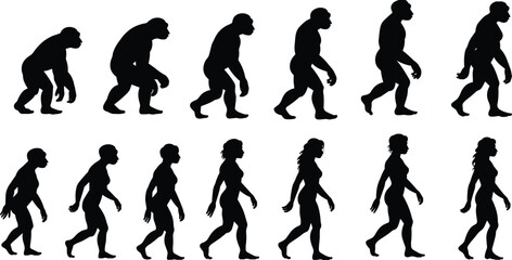 Human evolution silhouette sequence from ape to modern man and woman isolated on white background vector illustration set © Aurati