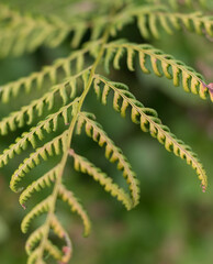 Bright Green Fern Leaves Close-Up Texture