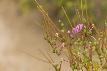 Close-Up of Erodium Acaule with Purple Flowers ? Cyprus