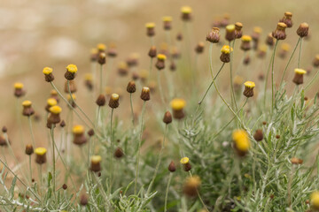  Close-Up of Fagnalon Rock Plant with Buds and Seeds ? Cyprus