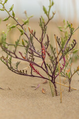 Close-Up of Cakile Maritima Plant ? Cyprus Coast