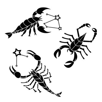 Three different types of scorpions illustrated in black and white Vector