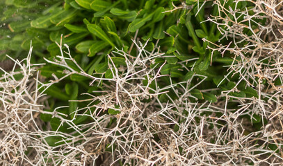 Green Grass with Dry Thorns ? Contrast of Life and Decay