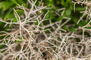 Green Grass with Dry Thorns ? Contrast of Life and Decay