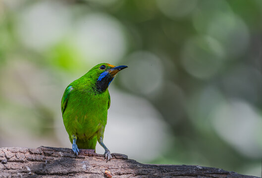 Perched in the lush forests of Munnar within the Western Ghats, Jerdon&rsquo;s Leafbird (Jerdon&rsquo;s Chloropsis) rests gracefully, reflecting the region&rsquo;s rich biodiversity and vibrant avian life.