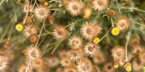  Close-Up of Fagnalon Rock Plant with Buds and Seeds ? Cyprus