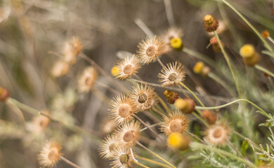  Close-Up of Fagnalon Rock Plant with Buds and Seeds ? Cyprus