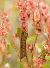 Close-Up of Oxyria Digyna with Pink Flowers ? Cyprus
