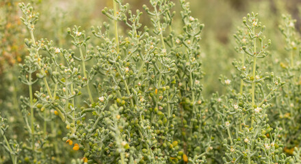 Close-Up of Batis Maritima Plant in Cyprus