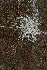 Dry Pale Grass on Dark Mossy Rock ? Close-Up