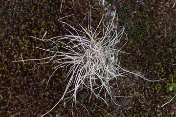 Dry Pale Grass on Dark Mossy Rock ? Close-Up