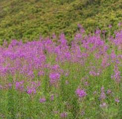 Fireweed Meadow in the Carpathians ? Summer in Borzhava Valley