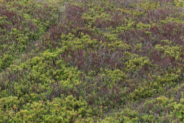 Blueberry Bush Meadow in the Carpathians ? Autumn Colors