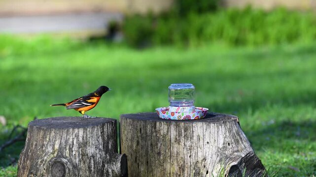 Two Baltimore Orioles visit our Grape Jelly Juice Feeder on the logs in our yard in Windsor in Upstate NY in early Spring!