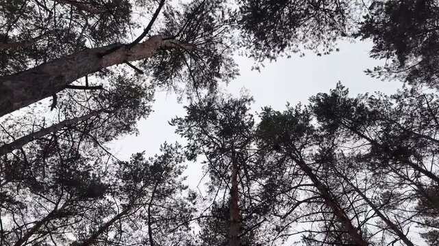 Winter pine forest in snow. Tall Scots pines with bare branches and green needles against pale sky. Snow-covered ground, looking up canopy view and ground-level scene, serene cold woodland atmosphere.