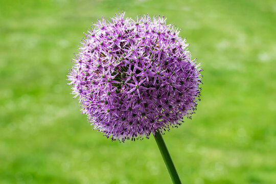 Purple ornamental onion flower on summer green background, selective focus