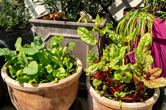 The balcony garden contains lettuce leaves, spinach, chard and culinary herbs grown in clay pots (selective focus)