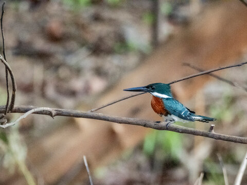 An adult male Amazon kingfisher (Chloroceryle amazona) perched on a tree on Clavero Lake, Peru