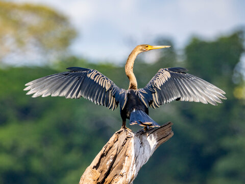 An adult anhinga (Anhinga anhinga) perched in a tree drying its wings on Nauta Creek, Peru