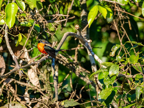 An adult American pygmy kingfisher (Chloroceryle aenea) perched in a tree on Nauta Creek, Peru