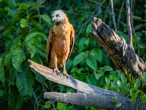 Adult black-collared hawk (Busarellus nigricollis) looking out for food from a tree on the Pacaya River, Peru
