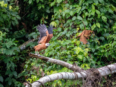 Adult black-collared hawk (Busarellus nigricollis) taking flight from a tree on the Pacaya River, Peru