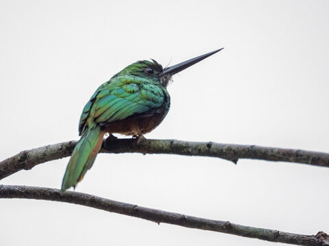 Adult bluish-fronted jacamar, Galbula cyanescens, in a tree within the Pacaya Samiria Preserve, Peru