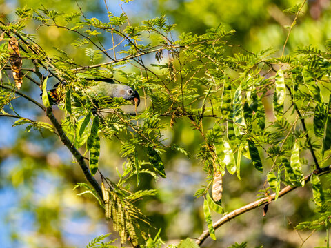 Adult blue-headed parrot, Pionus menstruus, feeding in a tree within the Pacaya Samiria Preserve, Peru