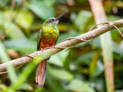 Adult bluish-fronted jacamar, Galbula cyanescens, in a tree within the Pacaya Samiria Preserve, Peru