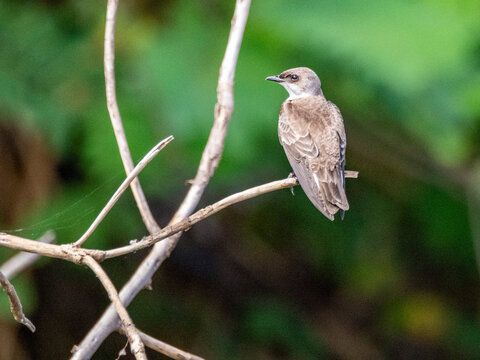 Adult brown-chested martin, Progne tapera, perched on a tree within the Pacaya Samiria Preserve, Peru