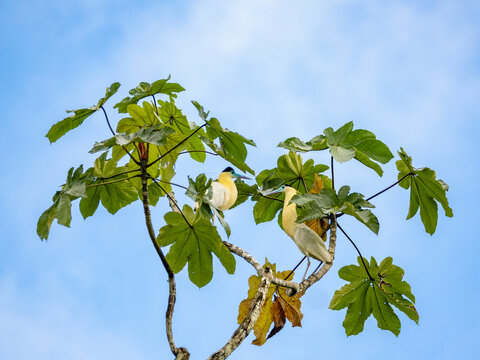 A pair of adult capped herons, Pilherodius pileatus, perched in a tree within the Pacaya Samiria Preserve, Peru