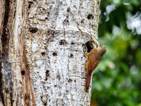 Adult buff-throated Woodcreeper, Xiphorhynchus guttatus, perched on a tree within the Pacaya Samiria Preserve, Peru